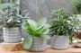 Kalanchoe collection