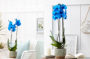 Phalaenopsis Colorchid Blue