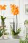 Phalaenopsis Colorchid Orange