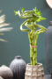 Dracaena sanderiana, lucky bamboo