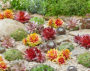 Sempervivum Chick Charms®