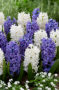 Hyacinthus blue and white