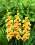 Gladiolus Jester