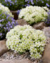 Clematis Emerald Dream