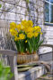 Daffodils on pot