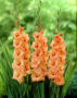 Gladiolus Peter Pears