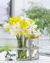 Narcissus combination Narcissus combination