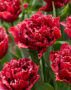 Tulipa Cranberry Thistle