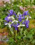 Galanthus elwesii Mount Everest®,  Iris reticulata Harmony