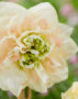 Narcissus Pom Pom Rose