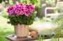Pelargonium grandiflorum