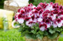 Pelargonium grandiflorum