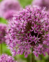 Allium Purple Suze