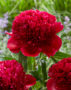 Paeonia Red Charm