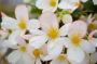 Begonia boliviensis Waterfall Angel Soft Pink, Waterfalls