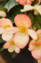 Begonia boliviensis Waterfall Angel Soft Orange, Waterfalls