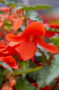 Begonia boliviensis Waterfall Encanto Orange Impr., Waterfalls
