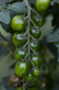 Solanum lycopersicum Chocolate Sprinkles