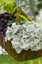 Artemisia Fancifillers  Sea Salt, Alternanthera Fancifillers Choco Chili