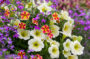 Calibrachoa Candy Shop Candy Bouquet, Lobelia Hot Purple, Petunia Bingo Sun