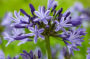 Agapanthus Navy Blue