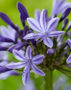 Agapanthus Navy Blue