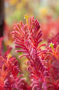 Anigozanthos red