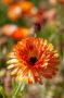 Calendula officinalis Touch of Red