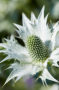 Eryngium giganteum Silver Ghost