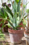 Agave on pot