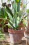 Agave op pot