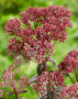 Sedum Matrona