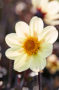 Dahlia Happy Days Lemon (HDLE105)