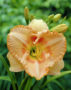 Hemerocallis Wisest of Wizards