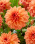 Dahlia Royal King