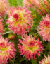 Dahlia Hapet P