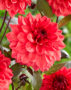 Dahlia red