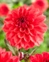 Dahlia red