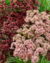 Sedum Dark Matrona