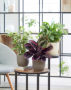 Calathea Surprisestar, Ficus benjamina Variegata, Monstera obliqua Monkey Leaf