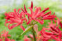 Nerine Elegance Pearls of Cherry