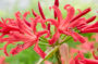 Nerine Elegance Pearls of Cherry