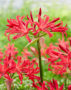 Nerine Elegance Pearls of Cherry