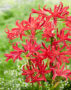 Nerine Elegance Pearls of Cherry