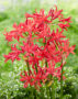 Nerine Elegance Pearls of Cherry