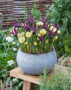 Crocus chrysanthus Cream Beauty, Iris reticulata Pauline