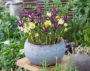 Crocus chrysanthus Cream Beauty, Iris reticulata Pauline