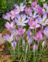Crocus tommasinianus Roseus, Lilac Beauty