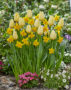 Tulipa Malaysia, Narcissus Winter Starlet