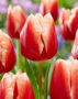 Tulipa Jan Buis